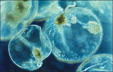 Mareld orsakas av dinoflagellaten Noctiluca scintillans