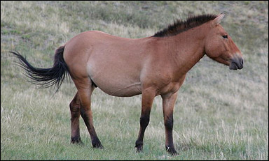 Przewalskis häst