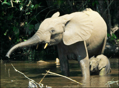 Skogselefant, Loxodonta cyclotis, med unge i en afrikansk regnskog