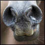 Hästens näsborrar