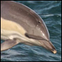 Simmande delfin