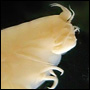 Ett kräftdjur från djuphavet