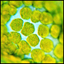 Kloroplaster i celler hos en mossa