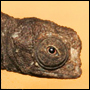 En mycket liten kameleont