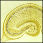 Hippocampus, ett minnescentrum i härnan