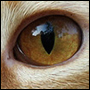 Kattens pupill