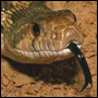 Ormens tvekluvna tunga