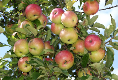 Äppelträd med äpplen
