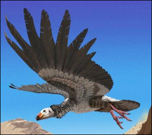 Den utdöda Argentavis magnificens tros vara den tyngsta kända flygande fågeln