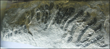 Fossil av den gigantiska mångfotingen Arthropleura