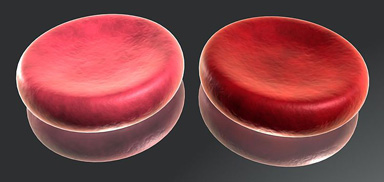 Röda blodkroppar från syrerikt och syrefattigt blod
