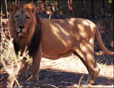 Asiatiskt lejon från Indien