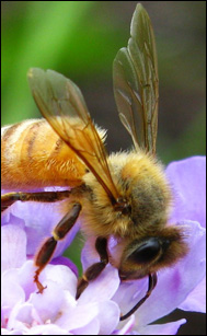Ett bi besöker en blomma