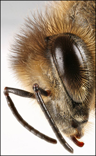Biets huvud med antenner och känselhår