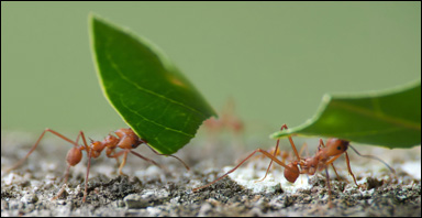 Bladskärarmyror (släktet Atta) transporterar bladbitar till sina svampodlingar