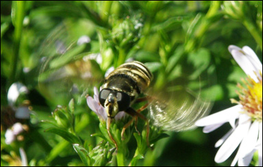 Blomfluga som samlar pollen