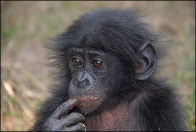 En ung bonobo (dvärgschimpans, Pan paniscus