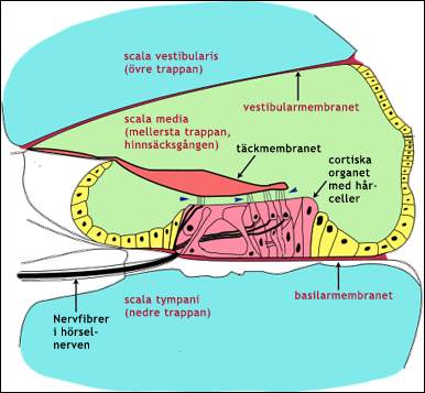 Tvärsnitt av snäckan i innerörat
