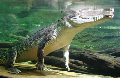 Deltakrokodil (Crocodilus porosus)
