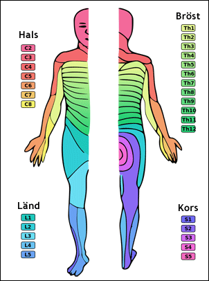 Människans ryggmärgssegment och dermatomer