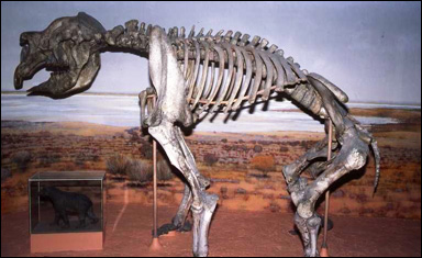 Skelettet av Diprotodon, ett gigantiskt utdött pungdjur