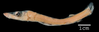 Djuphavsfisken Dolichopteryx longipes som har unika spegelögon