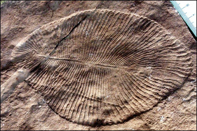 Dickinsonia från ediacaraperioden, ett av de äldsta fossilen av en flercellig organism