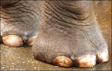 Elefantfötter