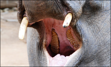 Elefantens kindtänder