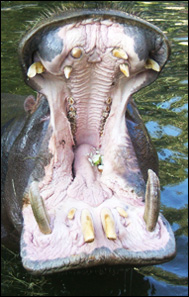 Flodhästens tänder
