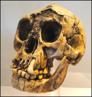 Skalle av Homo floresiensis ('hobbiten')