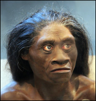 Rekonstruktion av Homo floresiensis ('hobbiten')