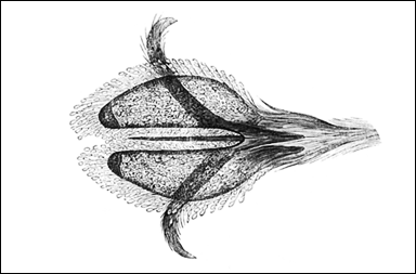 Teckning av undersidan hos en flugfot