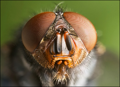 Huvudet av en fluga med fasettögon