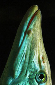 Huvudet av en gädda (Esox lucius)