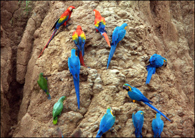Papegojor äter jord