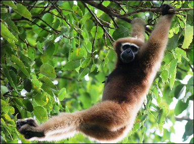 En gibbon svingar sig fram mellan träden