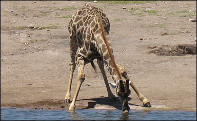 Drickande giraff