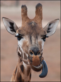 Giraffens tunga är verkligen blå