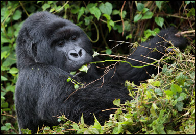 En gorilla äter mycked blad från träden