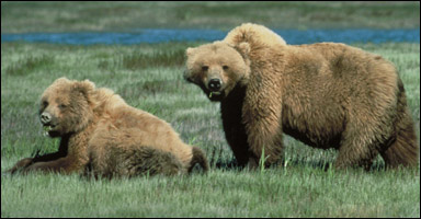 Grizzlybjörnar (Ursus arctos horribilis)