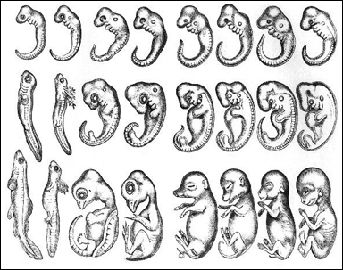 Felaktig bild av ryggradsdjurens embryonalutveckling