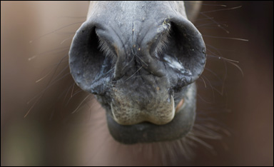 Hästens näsborrar