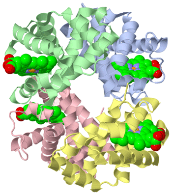 Hemoglobinmolekylens struktur