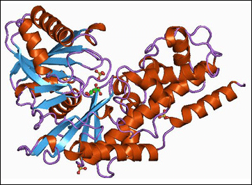Strukturen hos enzymet hexokinas