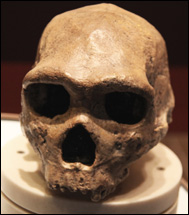 Avgjutning av skalle av Homo heidelbergensis
