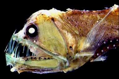 Huggormsfisk (Chauliodus sloani)