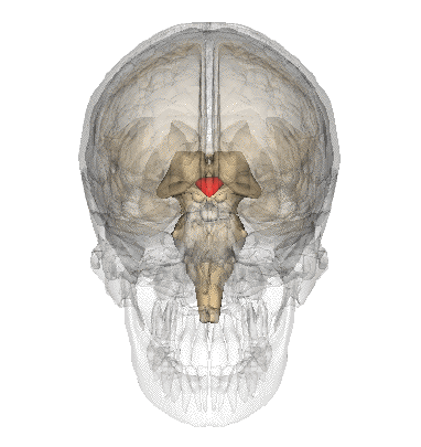 Hypothalamus i människans hjärna