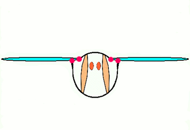 Animation som visar flygmekanismen hos en fluga