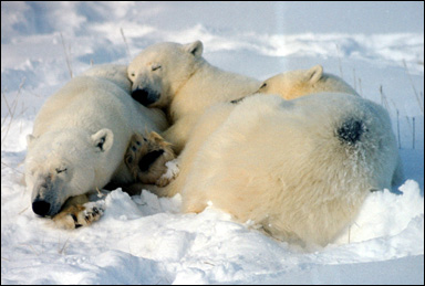 Sovande isbjörnshona med ungar